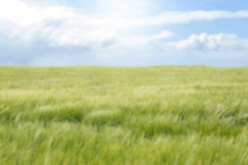 Scenic view of grassy field