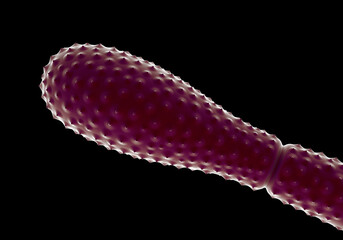 Pleurotaenium Desmid - 3D Microscopic Render of Green Algae