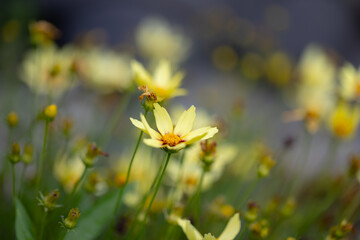field of vibrant yellow tickseed flowers basks in the warm sunlight. The delicate petals of each flower