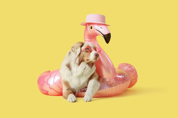 Cute Australian Shepherd dog in sunglasses with inflatable ring in shape of flamingo on yellow...