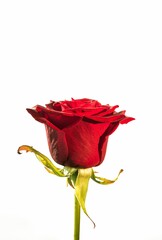 Fototapeta premium Flat design is showing single red rose with layered petals and green sepals on white backdrop