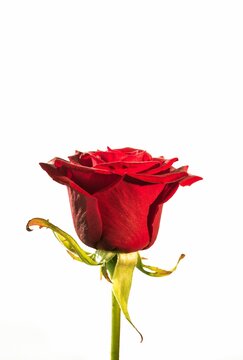 Fototapeta Flat design is showing single red rose with layered petals and green sepals on white backdrop
