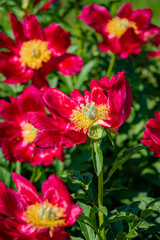 Golden-centered red peonies bloom beautifully in the warm sunlight