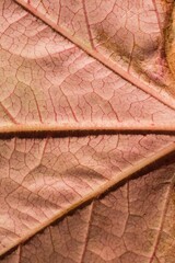 High angle view of orange leaf