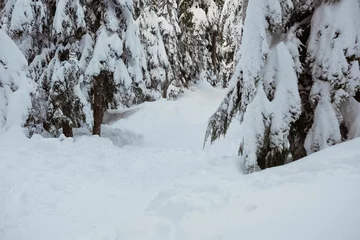Stickers pour porte Snow covered forest during winter