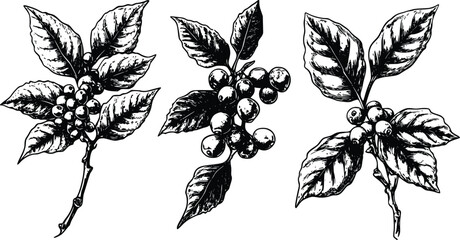 Fototapeta premium Elegant vector illustration: Coffee plant branches- leaves- berries