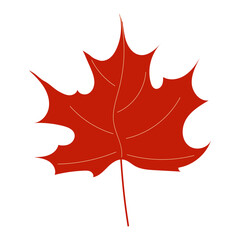 Maple colorful leaf on isolated white background. Single hand drawn plant element. Vector autumn illustration.