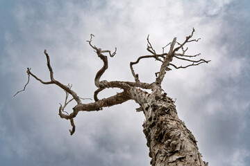 Looking upwards along the trunk of a dead tree, silhouetted against a cloudy sky. Coochiemudlo Island, Queensland, Australia 