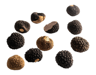 Floating amur truffle with soft shadow, PNG