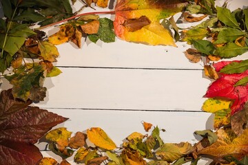 Fallen leaves on wooden plank