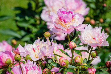 Delicate peonies in shades of pink thrive under sunlight, creating a lively garden atmosphere