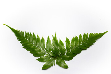 Green fern leaf background © yudha88