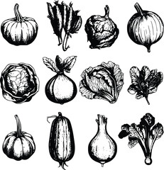 Hand-drawn vector autumn harvest: pumpkins- cabbages- and onions