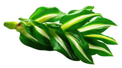 Striped Leaves: a detailed photograph of a lush, plant, with its vibrant, verdant, leaves, a symbol of botanical beauty and the marvels of flora