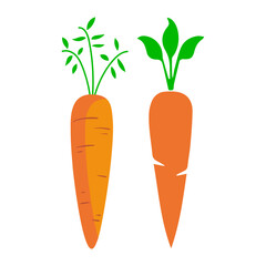 Carrots vector illustration. Carrots with leaf.