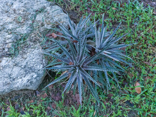 Close-up of a tropical shrub. Dyckia or bromeliad plants in a garden or public park