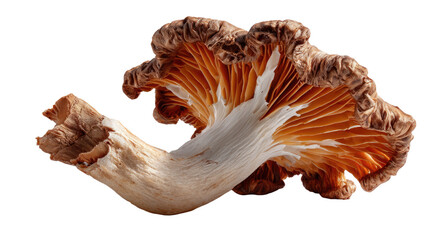 Mushroom beauty: a striking image of a fresh mushroom, with its intricate textures and warm hues, showcasing the unique form of nature's edible artwork.