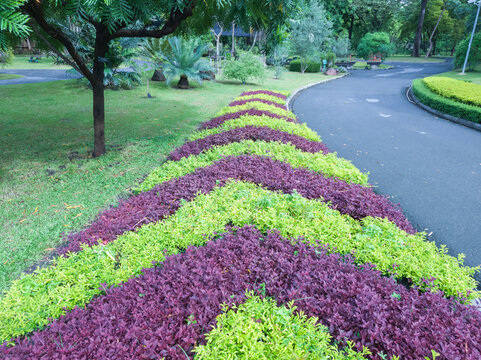 Close-up of a tropical shrub. Golden Dewdrop and Aerva sanguinolenta plants in a garden or public park
