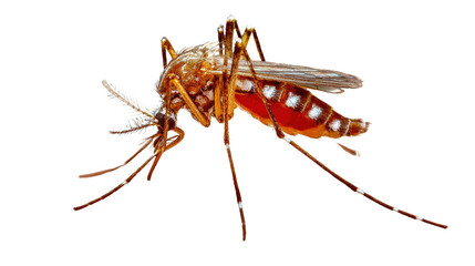 Deadly Mosquito: A striking macro shot of a mosquito, showcasing its intricate details. Highlighting the potential threat and danger of this tiny, yet formidable insect.