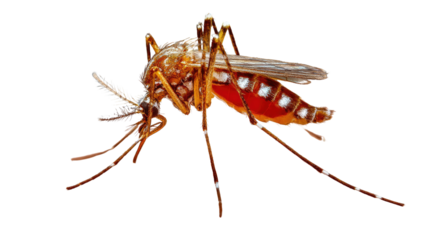 Deadly Mosquito: A striking macro shot of a mosquito, showcasing its intricate details. Highlighting the potential threat and danger of this tiny, yet formidable insect.