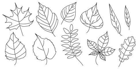 Set of doodle leaves of different trees. Autumn outline elements of oak, maple, birch, elm, rowan, ash, willow. Vector.