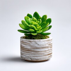 Green Succulent in Rustic White Pot on White Background for Home Decor and Indoor Plants Lovers