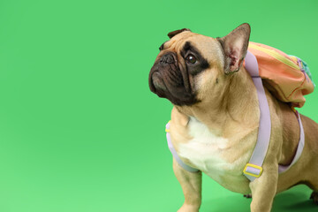 Cute French bulldog with school backpack on green background