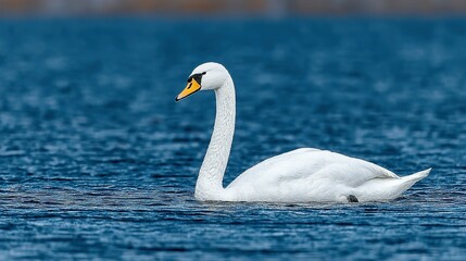 Obraz premium Elegant white swan gracefully gliding on a deep blue water surface.