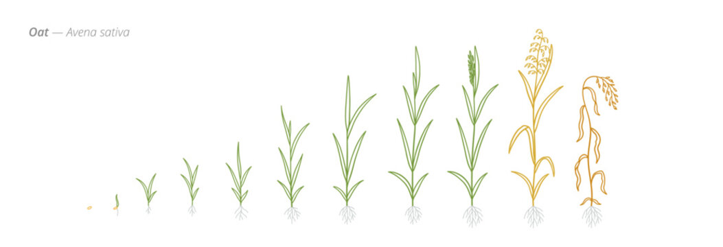 Oat Growth Stages Vector Illustration with Accurate Botanical Detail for Agricultural Use and Crop Development Planning