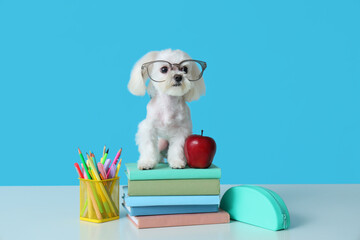 Cute Maltese dog in eyeglasses, apple and different school stationery on blue background