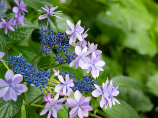 青紫色の額紫陽花
