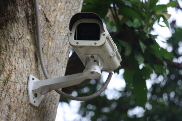 White security camera mounted on tree trunk surveillance outdoor