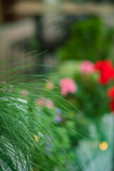 Delicate green blades sway gently beside bursts of colorful blossoms in a tranquil garden setting