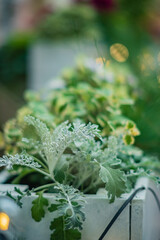 Vibrant plants thrive in wooden boxes, adding charm and serenity to the garden at dusk