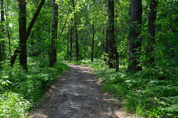 Fototapeta premium A winding dirt path through a sun-dappled forest in the morning