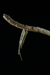 Bagworm moth larvae creating home from, sticks, sand, soil and plant materials, held together with...