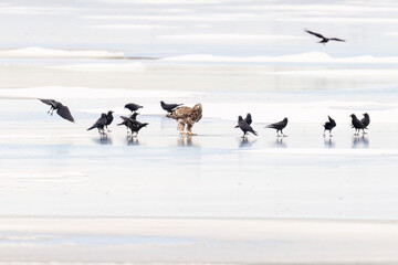 American crows and a bald eagle on a frozen pond in Colorado searching for food.