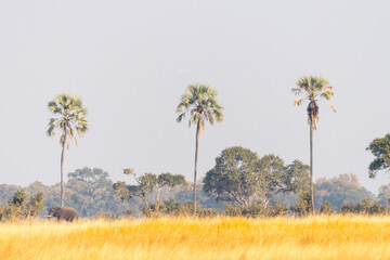 Telephoto of a giant african elephant -loxodonta africana- grazing on the okavango delta.
