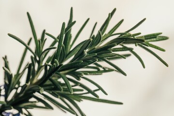 green sprig of Tuscan Blue Rosemary