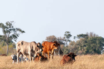 Close-up of cattle grazing in the Okavango Delta in Botswana