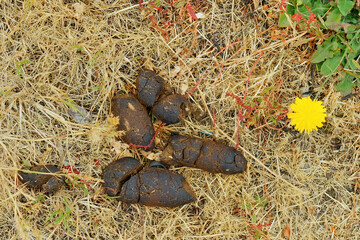 Dog waste on dry grass with a lone yellow dandelion nearby.