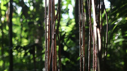 
Vines in a tropical forest