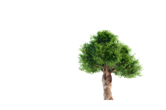 Tree isolated on a transparent background