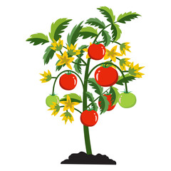 Vector illustration of tomato with tomato tree. Tomato logo.