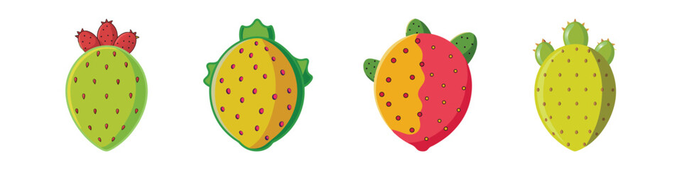 Flat Indian Fig Prickly Pear Illustration Exotic Cactus Fruit and Vitamin-Rich Vector Icon