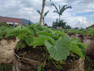 Lush Strawberry Plant in Fabric Pot, Cloudy Sky, Farming Landscape.