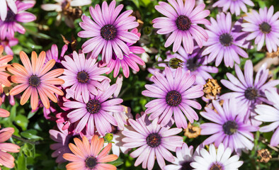 A fully bloomed African daisy found in an outdoor garden. Warm sunshine - Osteospermum, Cape Daisy