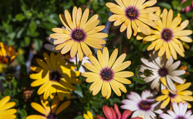A yellow-petaled African daisy found in an outdoor flower bed. Warm sunshine - Osteospermum, Cape...