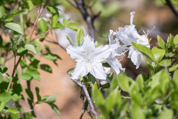 A fully bloomed white azalea spotted in an outdoor garden bed. Warm sunshine