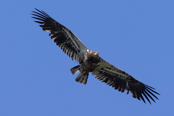 Wild bald eagle fishing in a state park in Colorado